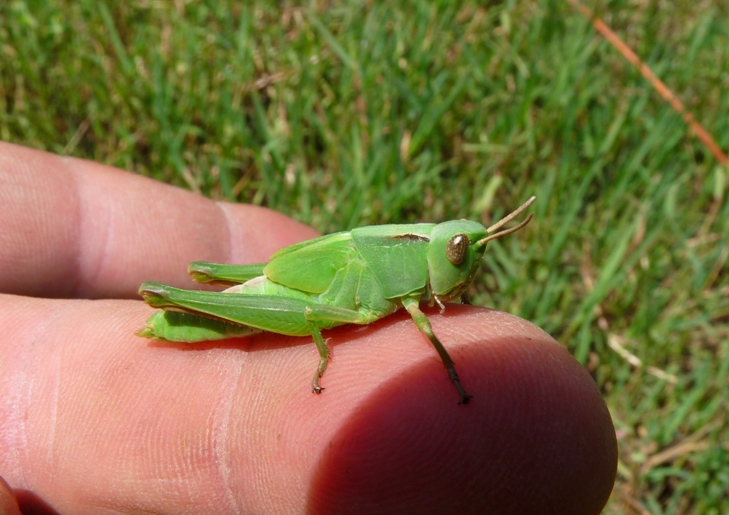 Ninfa verde